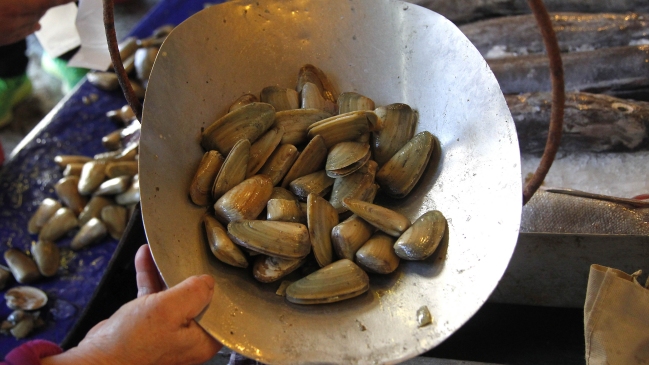 Sernapesca justificó veda de machas: 