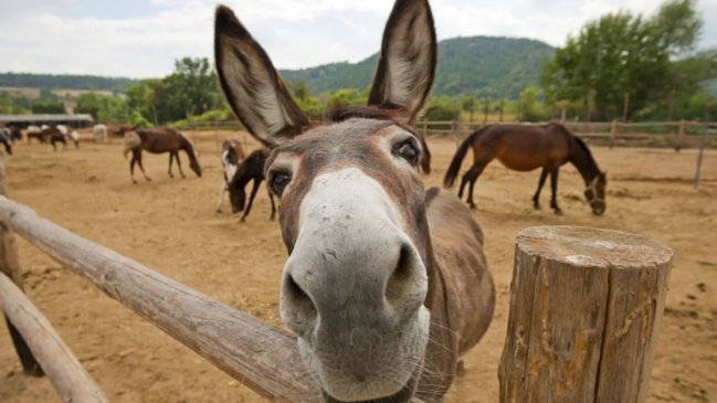 Adolescentes marroquíes contrajeron rabia al violar a una burra