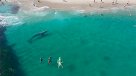 Ballena hace una visita a bañistas de California