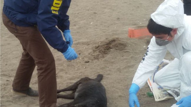 PDI investiga repentina muerte de perros en población de Arica