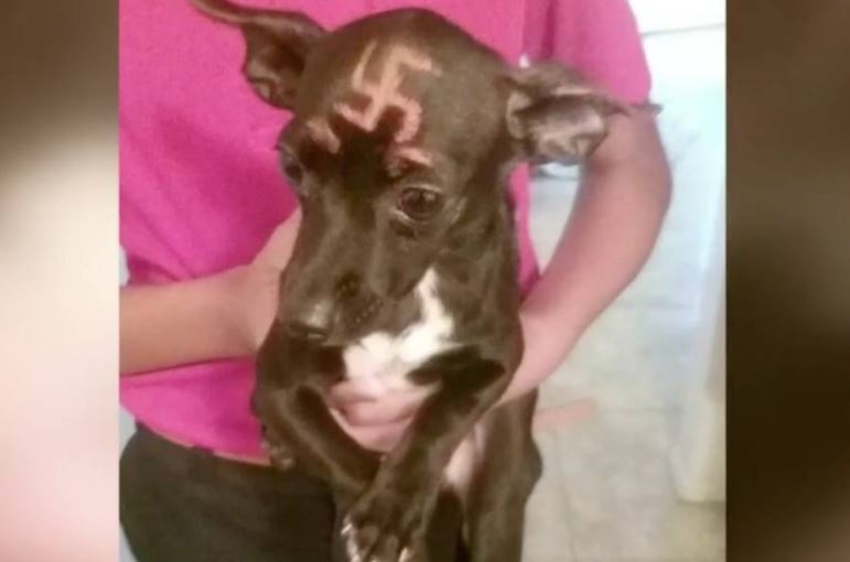 Pintan una suástica en la cabeza de un perro en EE.UU.