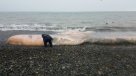 Cachalote de 18 metros de longitud varó en playa de la Región del Maule