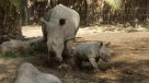 Nació en Chile el primer rinoceronte blanco de Sudamérica