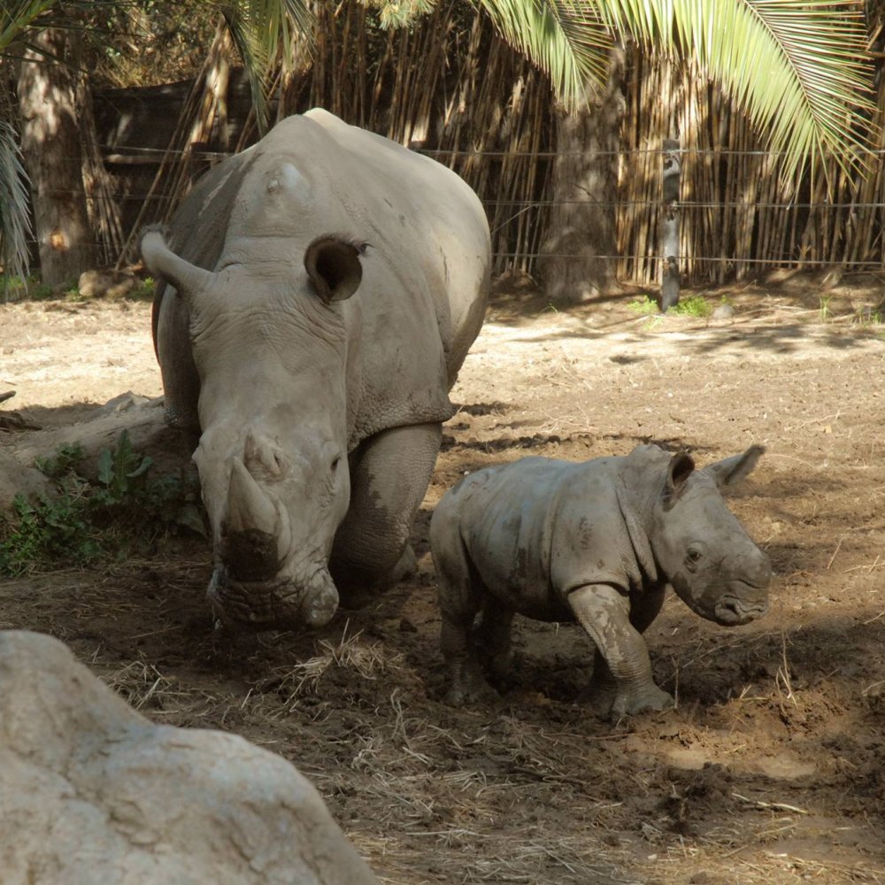 Nació en Chile el primer rinoceronte blanco de Sudamérica