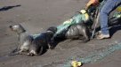 Matanzas: Lograron liberar a pequeños lobos atrapados en unas redes