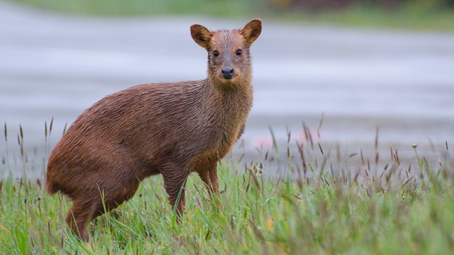Maule: Inician plan urgente de recuperación de pudúes, afectados por incendios forestales