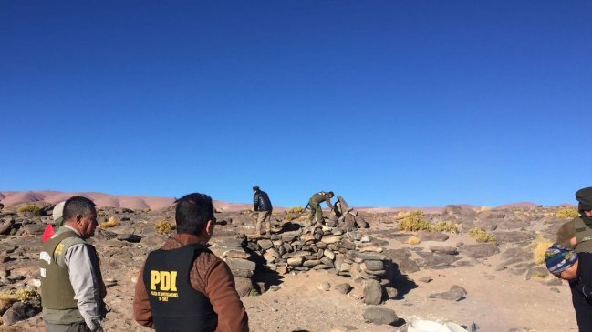 Investigan la muerte de cinco vicuñas en Visviri