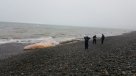Cachalote varó en una playa de la Región del Maule