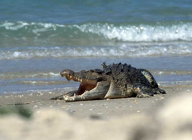 Abuelo quiso ser simpático con sus nietos y corrió peligro