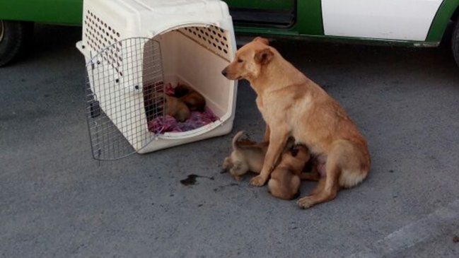El tierno final de la historia de una perrita que había perdido a sus cachorros
