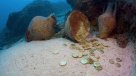 Inglés encontró tesoro en el fondo marino y puede terminar en prisión