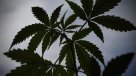 Papá detenido por marihuana medicinal: \