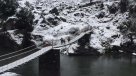 Cerca de 18 mil cabezas de ganado afectadas por nevadas en la Región del Biobío
