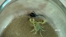 Viuda negra versus Escorpión: ¿Quién gana?
