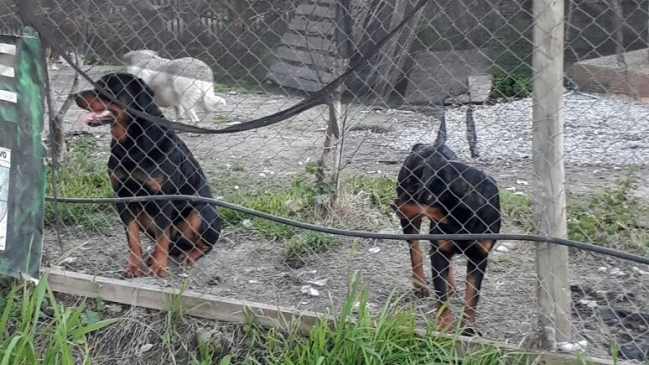 Dueña de perros que mataron a anciana será formalizada por cuasidelito de homicidio