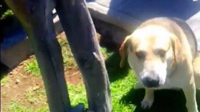 Falleció perro baleado por un carabinero en Plaza de Armas de Vallenar