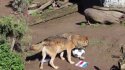Lobo "Zabivaka" hizo su pronóstico para el Chile-Paraguay en el Buin Zoo