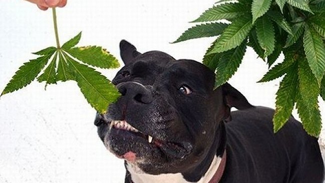 Fundación Daya lanzó terapias con marihuana para perros y gatos