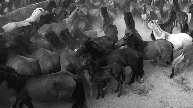 Caballos murieron calcinados en presunto atentado incendiario en Traiguén