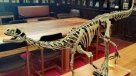Chilesaurio será exhibido en el Museo Nacional de Historia Natural