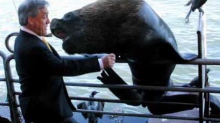   Sebastián Piñera homenajeó al lobo marino que casi le comió la cabeza 