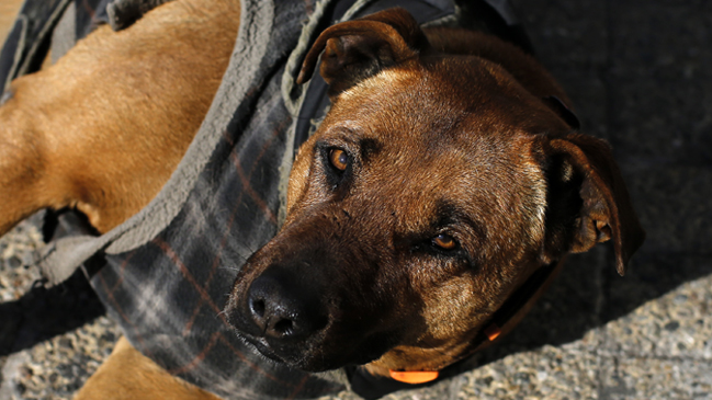 Descubren macabro asesinato de dos perros en Antofagasta