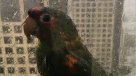 Loros se refugian en hotel para capear huracán Irma