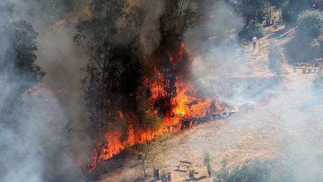 Maule: Damnificados de incendios recuperan sus fuentes laborales con apoyo de Fosis