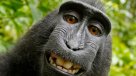 Fotógrafo se quedó con los derechos de la selfie que se tomó un mono