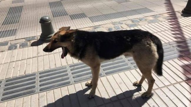 Medio francés comparó al perro de las empanadas con Chile