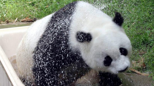 Muere en China la osa 