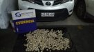 Sernapesca sorprendió a sujeto vendiendo locos en veda por Facebook