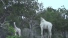 Así son las jirafas blancas que sorprenden al mundo