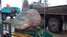Pescan gigante pez luna en Rusia y se lo dan a los osos