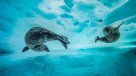 Estas son las mejores fotos del año del reino animal
