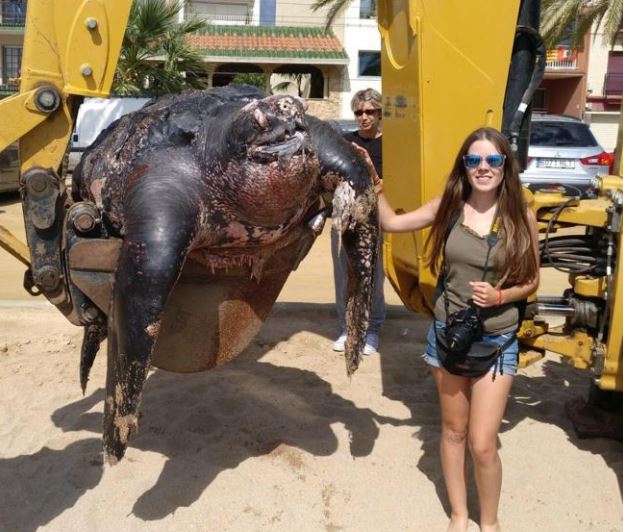 Tortuga gigante sorprendió a todos en playa española