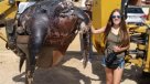 Tortuga gigante sorprendió a todos en playa española