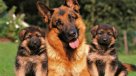 Estos son los perros de raza favoritos de los chilenos
