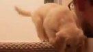 La tierna forma de enseñarle a un cachorro a bajar escaleras