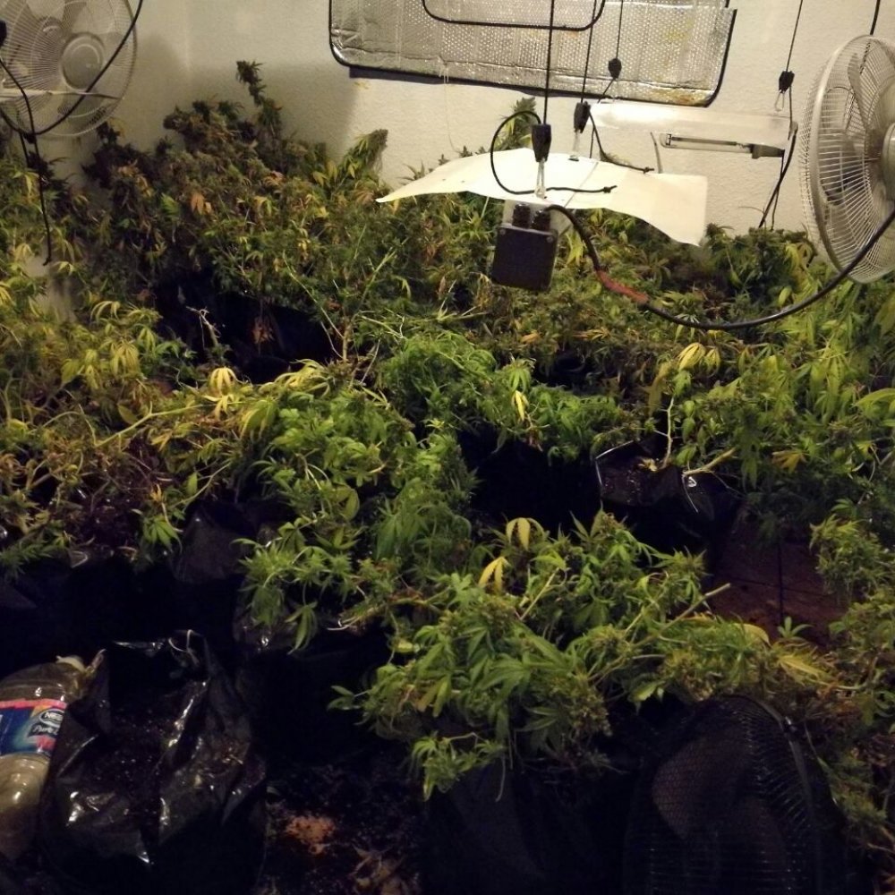 Decomisan 30 plantas de marihuana en departamento de Independencia
