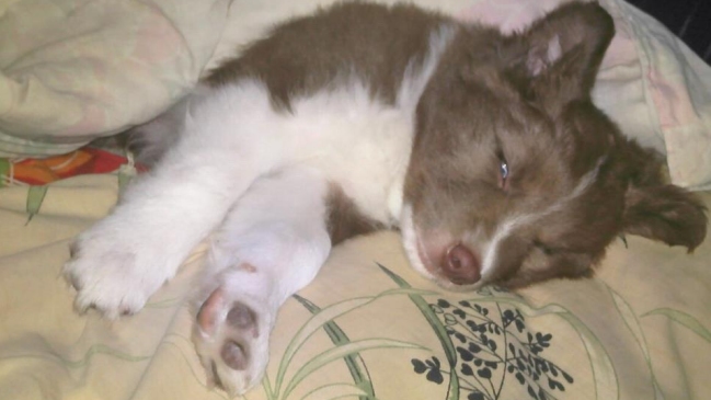 Dormir con tu perro no afecta al sueño