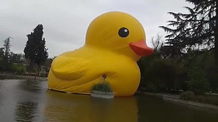 ¡No duró nada! Se rompió el pato gigante de Quinta Normal