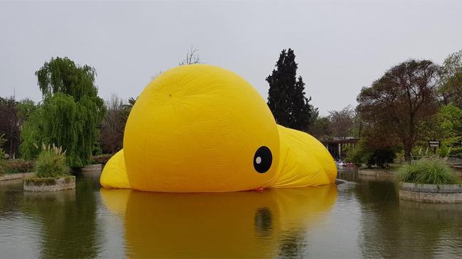 Pato de hule gigante se rompe antes que termine su exhibición