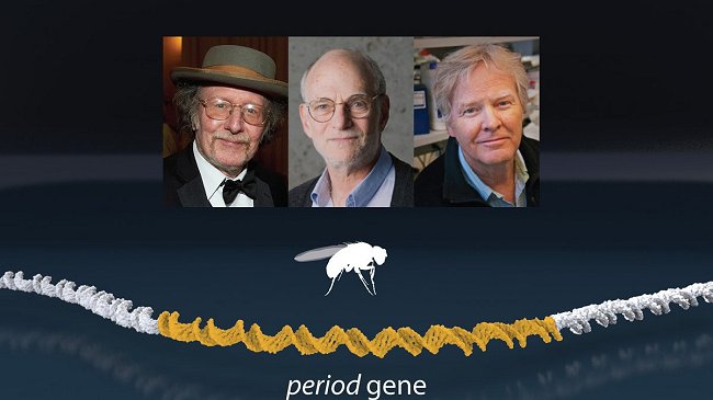 Tres estadounidenses ganan el Nobel de Medicina por estudios sobre el 