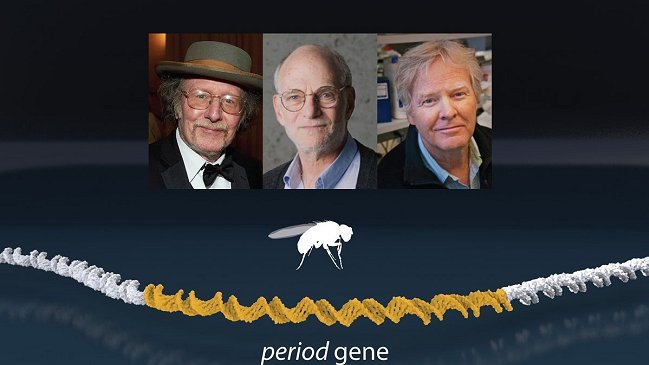 Tres estadounidenses ganan el Nobel de Medicina por estudios sobre el 