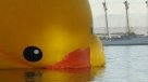No hay tregua para el pato de hule: El clima obligó a retirarlo de Valparaíso y no volverá