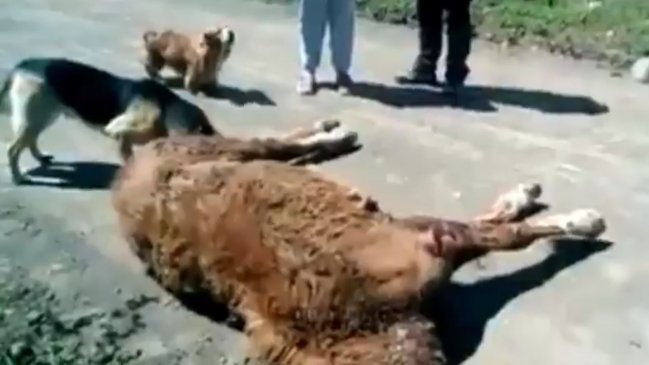 Horror en redes sociales por supuesto maltrato animal contra caballo