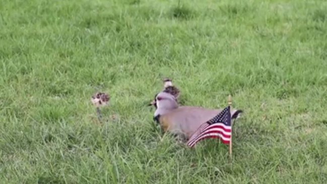 ¿Queltehues de EE.UU.? Aves nacidas en la embajada abren debate de nacionalidad