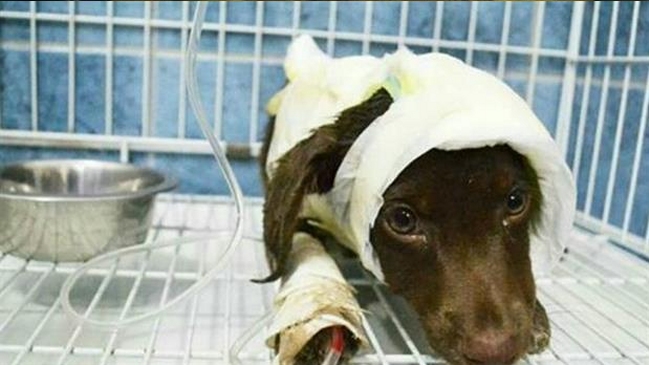 Hombre que despellejó vivo a un perrito de tres meses enfrentará juicio