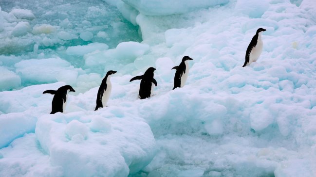 Desastre medioambiental: preocupación genera muerte masiva de pingüinos en la Antártica